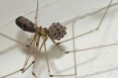 /album/pholcidae/pholcus-phalangioides-trasavka-10-jpg/